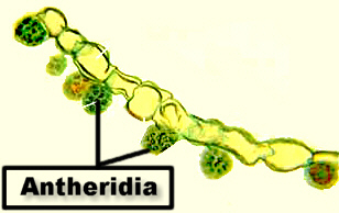 FernAntherModLab.jpg (35963 bytes)