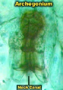 FernArchMicroLab.jpg (83036 bytes)