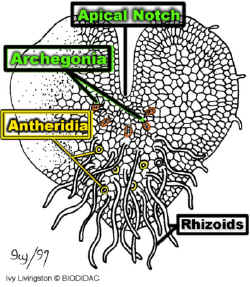FernGametoLab.jpg (132406 bytes)
