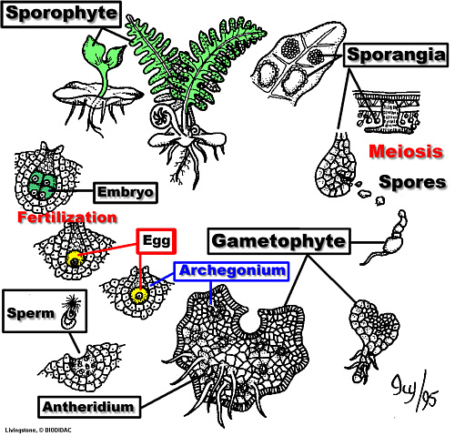 FernLifeCycleLab500.jpg (160551 bytes)