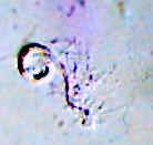 FernSperm.jpg (14526 bytes)