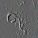 FernSpermEmboss.jpg (25566 bytes)