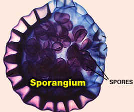 FernSporangiumWWWLabMod300.jpg (47549 bytes)