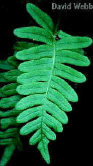 PolypodiumLeafAdaxial.jpg (12531 bytes)