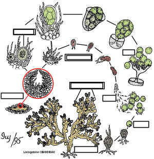 FucusLCUnlab.jpg (246633 bytes)