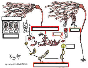 LamLCUnlab.jpg (182684 bytes)