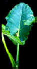 LeafAn3.jpg (21217 bytes)