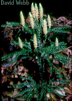 LittlleTree240.jpg (32169 bytes)