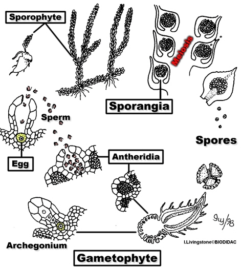 LycopodiumLCycleBIODLab.jpg (152548 bytes)