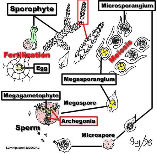 SelaginellaLCycleLab500.jpg (163093 bytes)