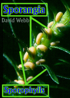 SporophyllHighMagLab.jpg (37461 bytes)