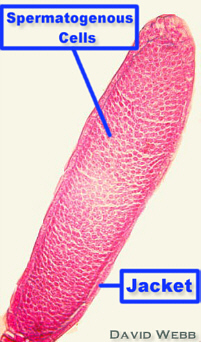 AntheredLab200.jpg (65742 bytes)