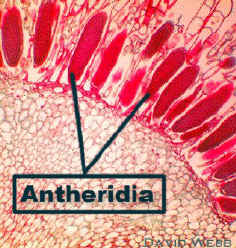 AntherediaLab.jpg (155293 bytes)
