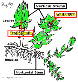 BryoBIODMaleFMaleGametophoresCropColrLabLab.jpg (104800 bytes)