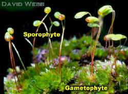 BryumPlantsLab.jpg (77753 bytes)