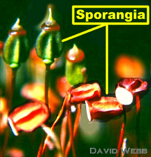 CapsYngOldLab300.jpg (77379 bytes)