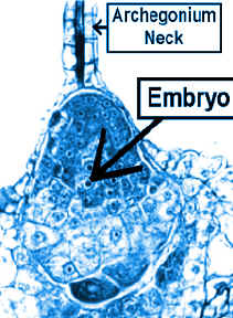 EmbColor.jpg (92380 bytes)
