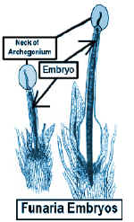 EmbDevDraw.jpg (76763 bytes)