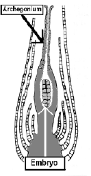 Image121.gif (26521 bytes)