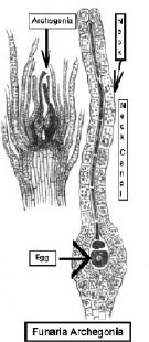 Image140.gif (60179 bytes)