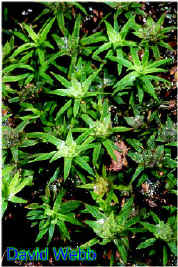 PogAnthPlants240.jpg (53236 bytes)