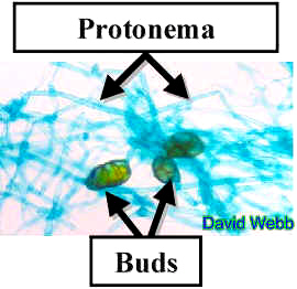 ProtonemaBudsLab.jpg (30596 bytes)