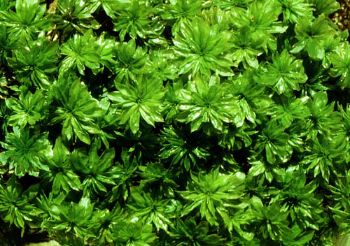 RHODOBRYUM.JPG (55899 bytes)