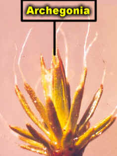 SetaBaseArchegonLab.jpg (60974 bytes)