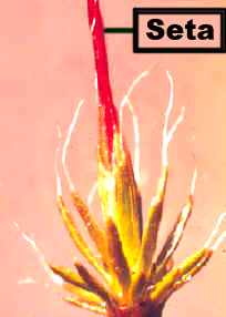 SetaBase.jpg (37059 bytes)