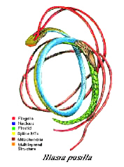 SpermBlasiaColor.jpg (96548 bytes)
