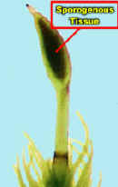 TakakiaisolSporophyteLab.jpg (41467 bytes)