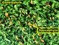 brotherellapleurocarpLab.jpg (181714 bytes)