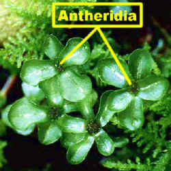 mniumantheridiaLab.jpg (139433 bytes)