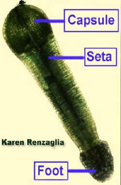 riccardiasporophyteLab.jpg (68540 bytes)