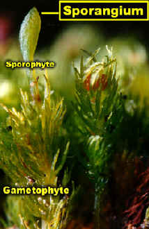 takakiagametosporoLab300.jpg (115757 bytes)