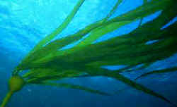 BullKelpFloatCropMod.jpg (52154 bytes)