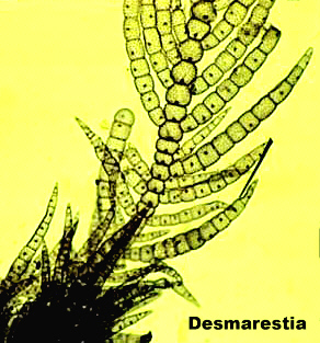 Desmarestia-growth.jpg (91401 bytes)