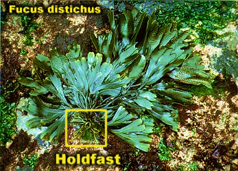 FucusDistichusFlatGoodHfastLab.jpg (143848 bytes)
