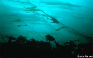 GiantkelpHabitat.jpg (23922 bytes)