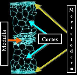 LaminaX-SNereocystisLabNeg.jpg (42899 bytes)
