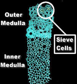 MedullaCenterLabNEG00.jpg (93687 bytes)