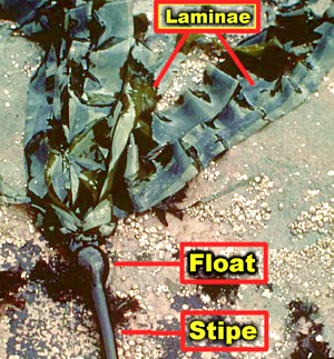 NereocystisBladeFloatLab300.jpg (121086 bytes)