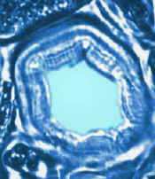 PhloemCellXS.jpg (54704 bytes)