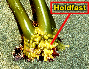 PostBeachLayoutHoldfastLab.jpg (88556 bytes)