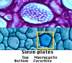 SievePlatesComparison400.jpg (119134 bytes)