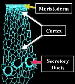 StipeCortexNereocystisNegLab.jpg (67808 bytes)