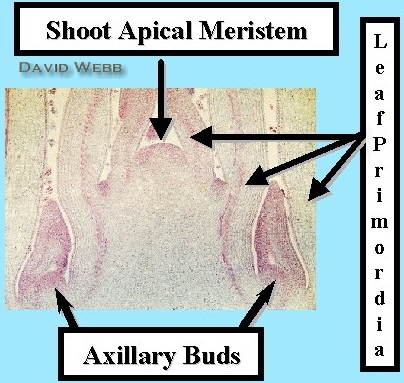 BranchSAM240NodeInodcLab.jpg (108030 bytes)