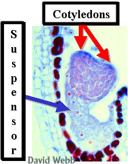 CapsEmbEarlyHeartStageHueLab.jpg (62312 bytes)