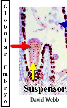 CapsEmbGlob-240Lab.jpg (55830 bytes)