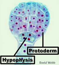 CapsGlobCloseLab200.jpg (33345 bytes)